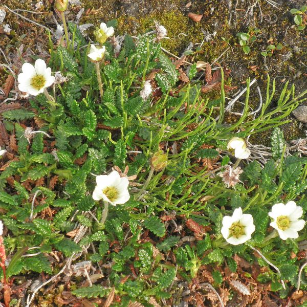 Dryas octopetala subincisa Svalbard Longyearbyen 2014 3 A.Elven a